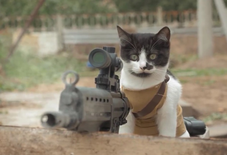 Люди против кошек. Боевой кот. Кошка Военная. Кот в военной форме.