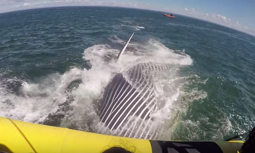 Un bateau de touristes croise une baleine