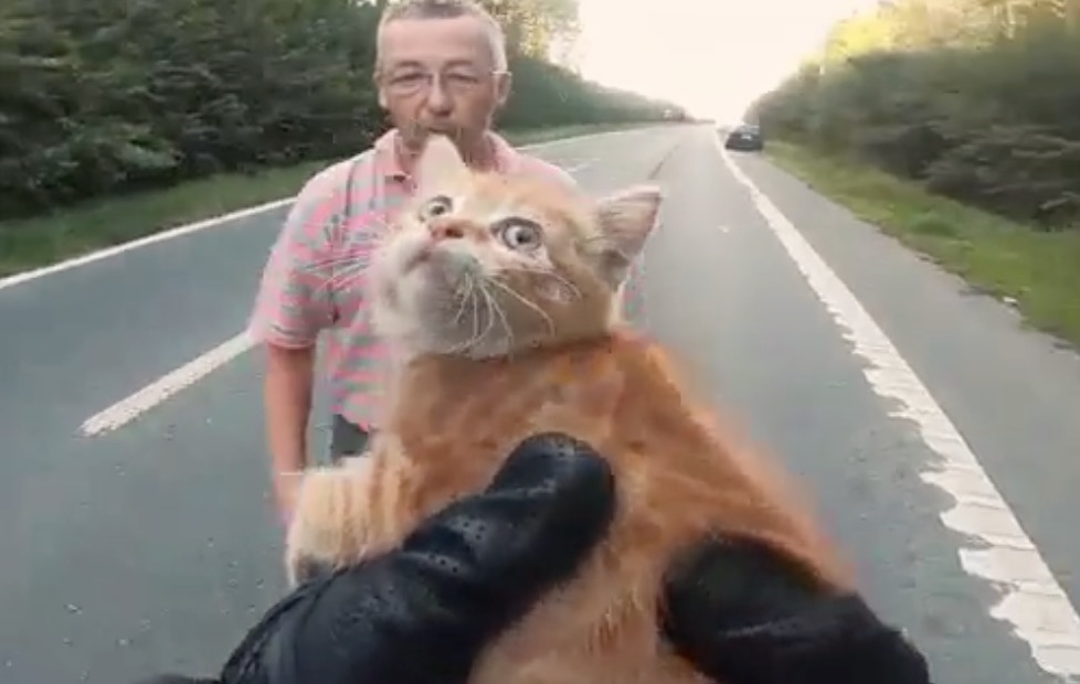 Un motard sauve un chaton apeuré au milieu de la route (Belgique)