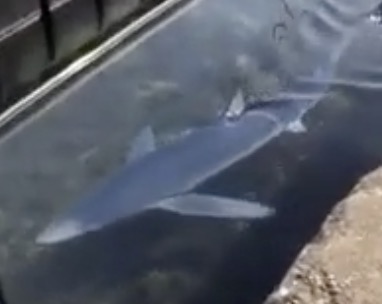 Un homme croise un requin dans le port de Sète (Hérault)