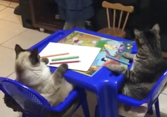 Une petite fille apprend le dessin à ses chats