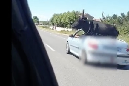 Un taureau dans une Peugeot 206 CC (Camargue)