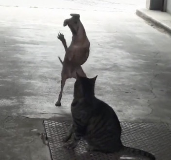Un chien provoque un chat avec une petite danse