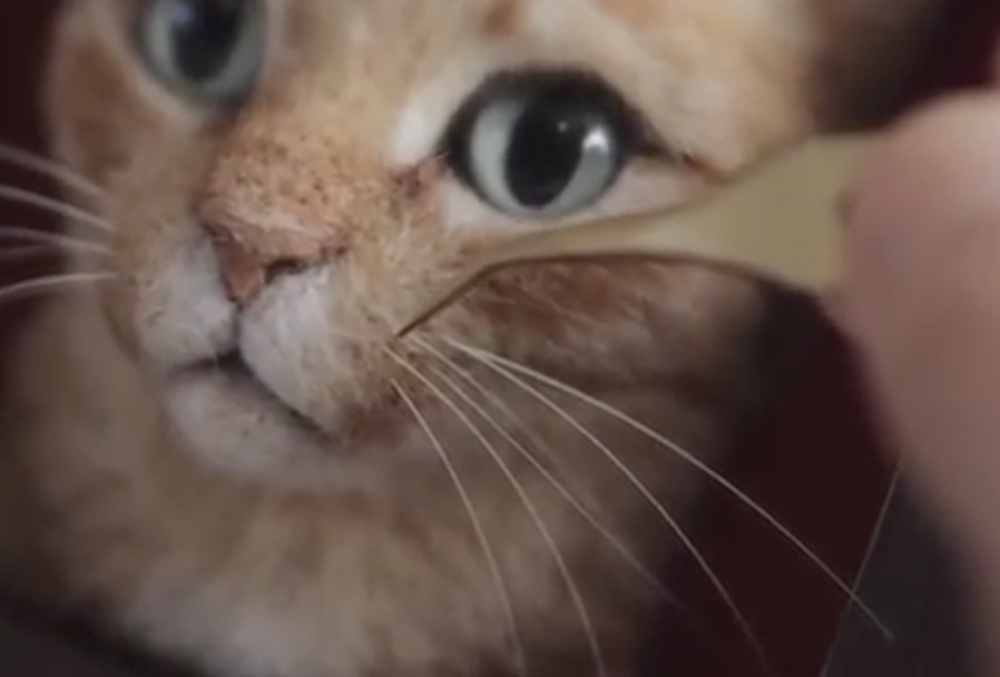 Superbes portraits de chats en 3D