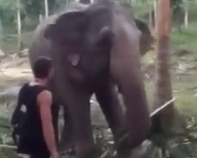 Un éléphant met une grosse gifle à un touriste envahissant