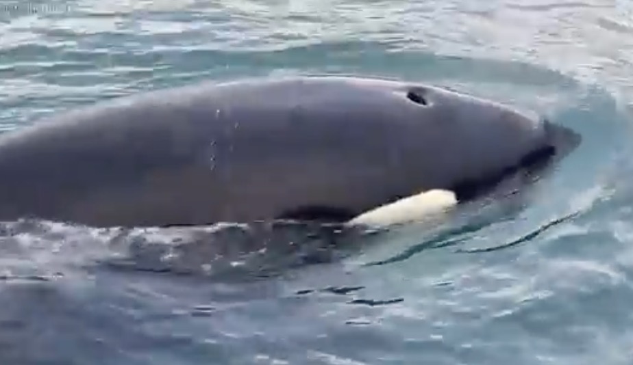 Une loutre se réfugie sur un bateau pour pas se faire bouffer par une orque (Alaska)