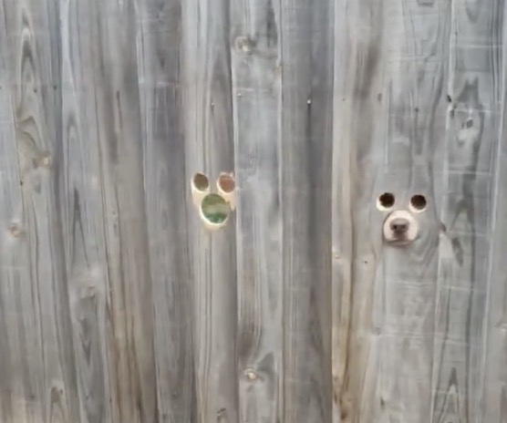 Une clĂ´ture avec des trous pour les chiens