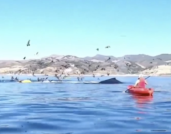 Deux kayakistes frĂ´lent de se faire avaler par une baleine