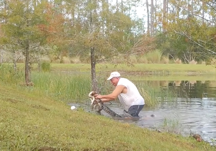 Un homme va chercher son chiot dans la gueule d'un alligator