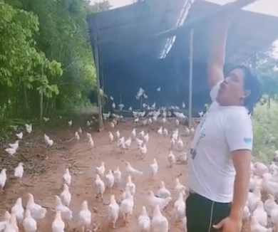 Un homme motive son armée de poulets