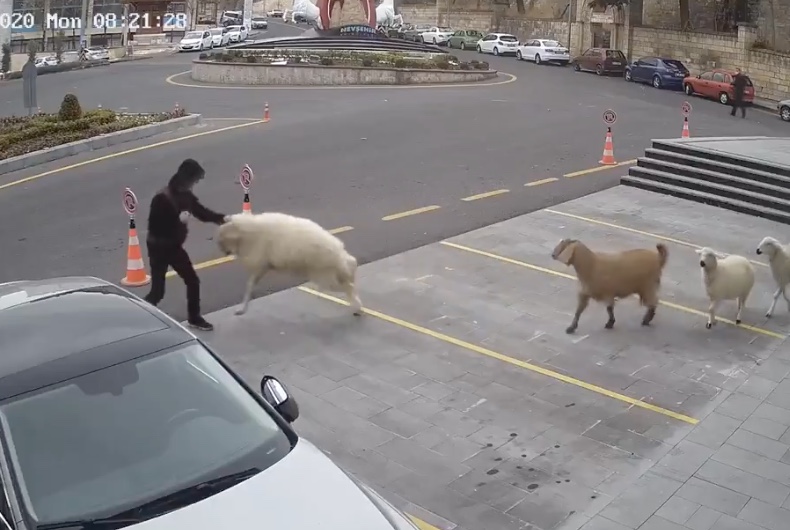 Des animaux de la ferme font une descente en ville (Turquie)