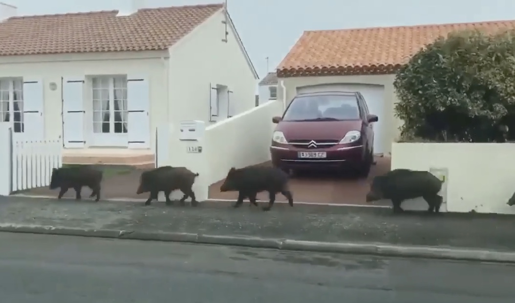 Des sangliers en pleine rue à Saint Hilaire de Riez