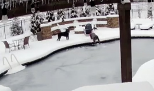 Un chien joue et tombe dans une piscine gelée