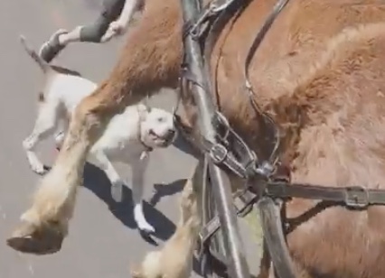 Un pitbull attaque un cheval (États-Unis)