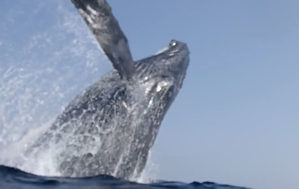 Une baleine à bosse saute tout près des plongeurs (Japon)