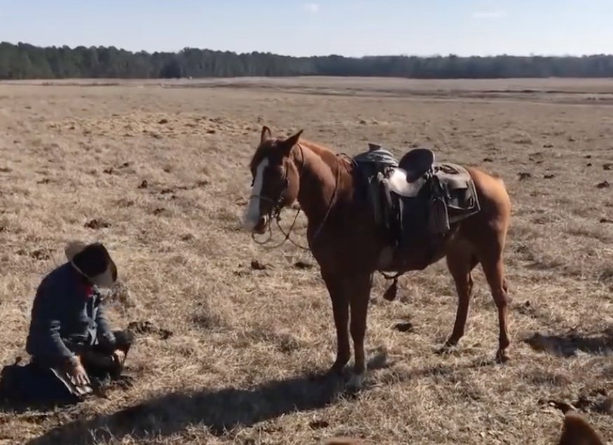 Un cheval protège son cavalier