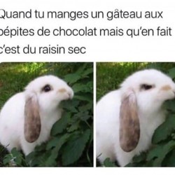 Quand tu manges un gateau aux pépites de chocolat mais qu'en fait c'est du raisin sec  