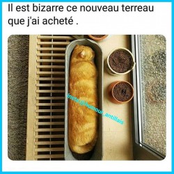 II est bizarre ce nouveau terreau que rai acheté