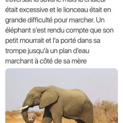 Une lionne et son petit traversait Ia savane