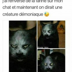 J'ai renversé de la farine sur mon chat