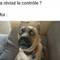 Ta révisé le contrôle ?