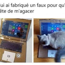 Comment piéger son chat