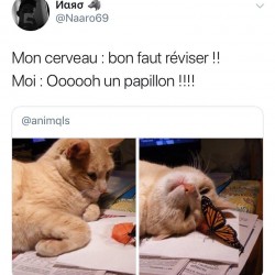 Bon faut réviser !