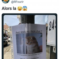 Avez-vous vu mon chat ?