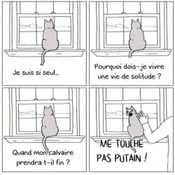 Les chats, résumés en quatre images