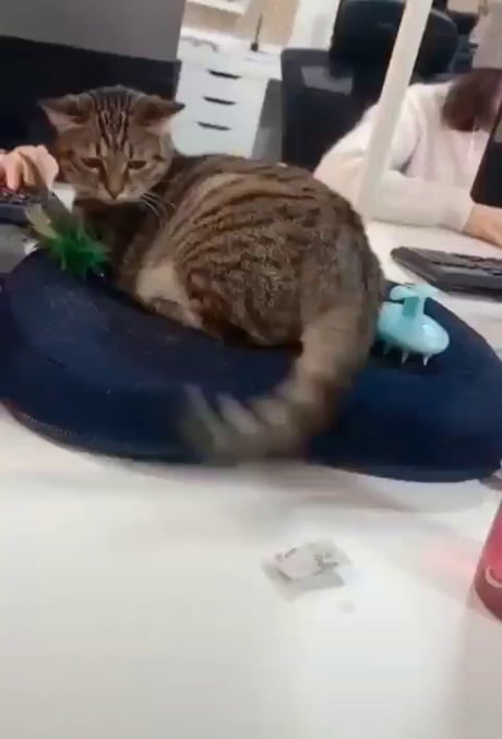 Un chat passe le temps au bureau