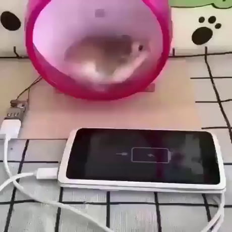 Charger son téléphone avec un hamster