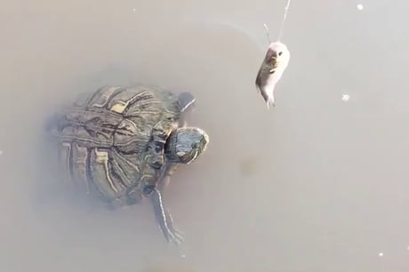 Une tortue se fait piquer son quatre heure