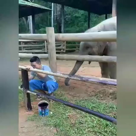 Un bébé éléphant veut juste jouer