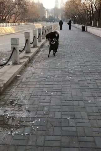 Ce morceau de glace à l'air sympa