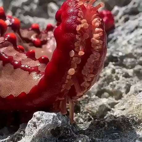 Les pieds d'une étoile de mer