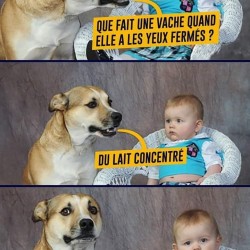 Blague de chien