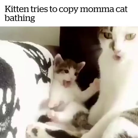 Un chat apprend à se laver