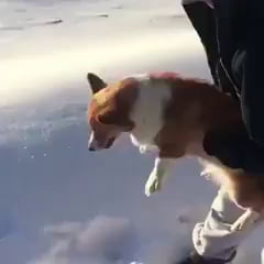 Jeter un chien d'un avion