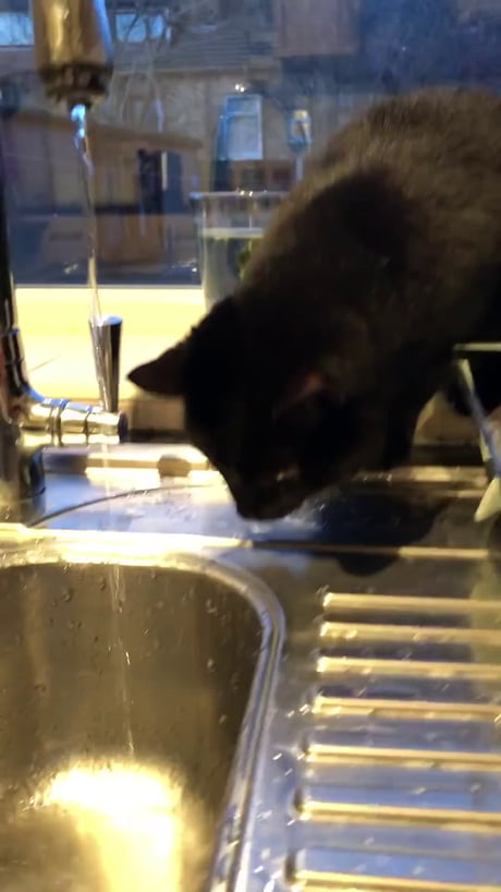 Un chat captivé par un robinet
