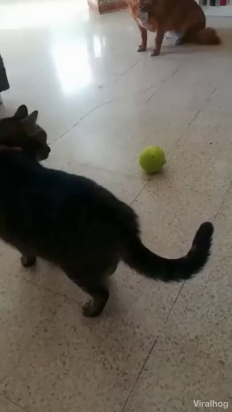 Cat.exe a cessé de fonctionner