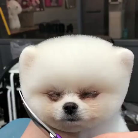 Un chien chez le coiffeur