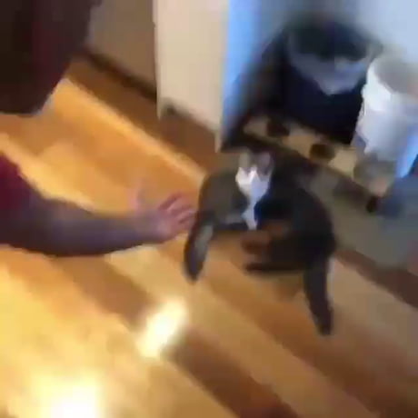 Comment attraper un chat proprement