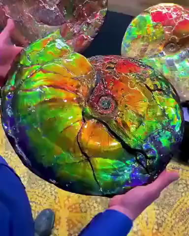 Une ammolite vieille de 71 millions d'années