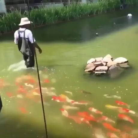 Nourrir une ferme de carpes