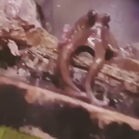 Une pieuvre fait coucou