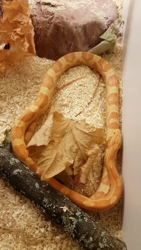 Un serpent se déplace sur lui même