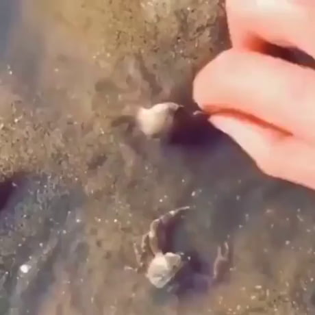 Un crabe protège son amie d'un humain