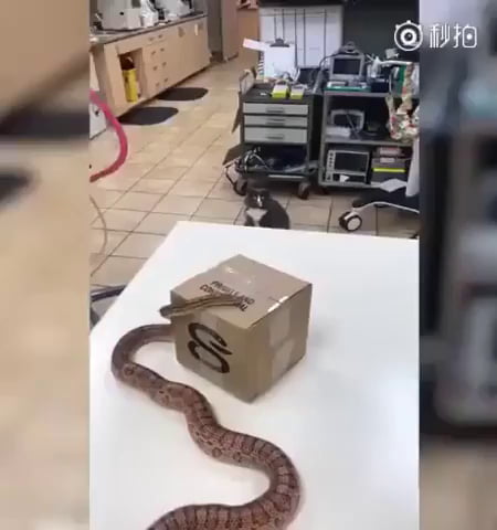 Un chat voit un serpent (à regarder jusqu'à la fin)