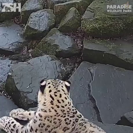 Un léopard découvre qu'il est filmé