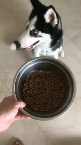 Un chien apprend à manger proprement